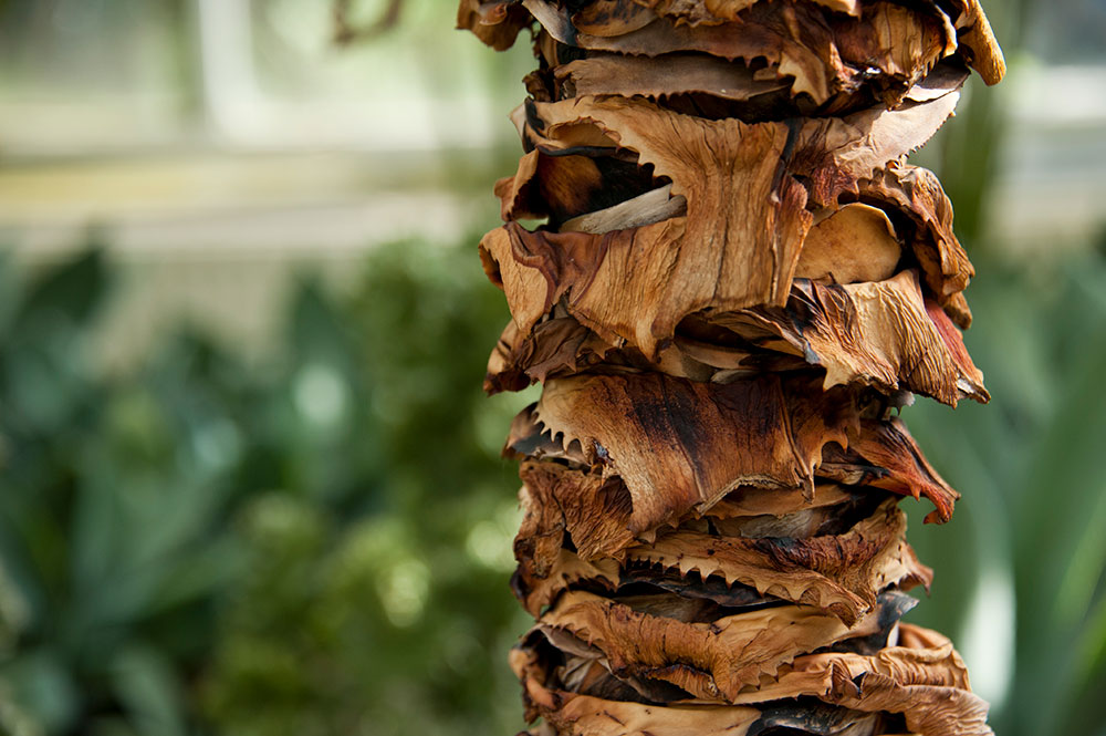 Allan Garden Conservatory 7